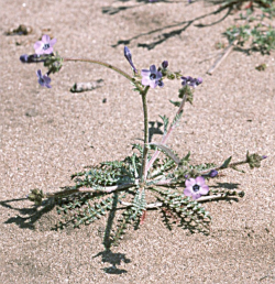 Photo taken at the California State University Moss Landing Marine Labs (before construction) © 1994 Dean W. Taylor. 